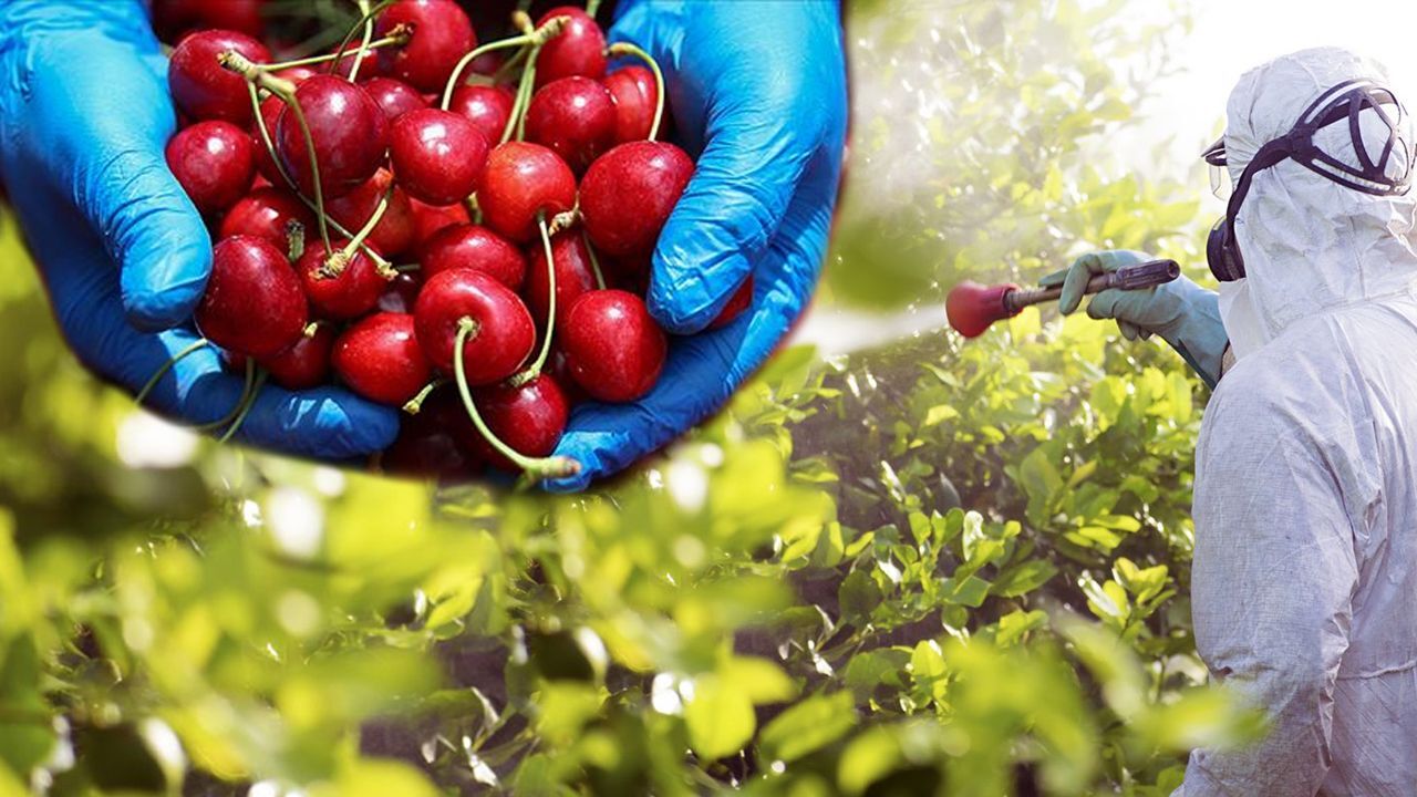 Sessiz Tehlike Sofralarda: Pestisitler Çocuklarda Zeka Geriliğine Yol Açıyor!