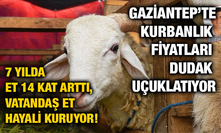 Gaziantep’te Kurbanlık Fiyatları El Yakıyor: 7 Yılda Et 14 Kat Arttı, Vatandaş Et Hayali Kuruyor!