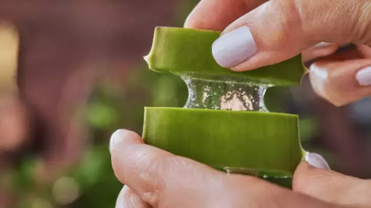 Gaziantep’te Ev Kadınlarının Yeni Gözdesi: Aloe Vera Tek Yaprakla Yavruluyor! Ama Herkes Yanlış Yöntemi Kullanıyor