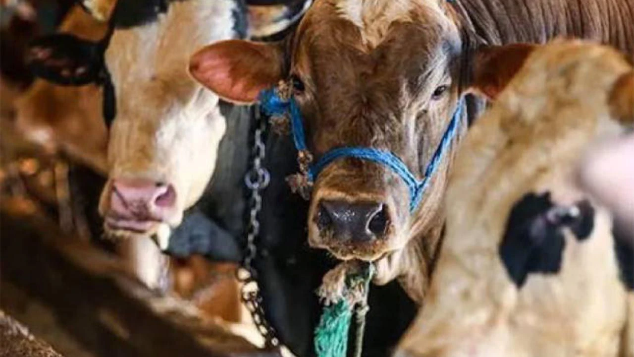 Gaziantep’te Kurban Alacaklar Dikkat! 2025 Baskül Fiyatları ve Kesim Ücretleri Açıklandı: Cebinizi Sarsabilir