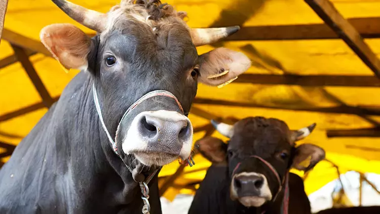 Gaziantep Pazarı da Hareketlendi: Kurbanlıklar 130 Bin TL’den Başlıyor, Yoğunluk Artıyor!