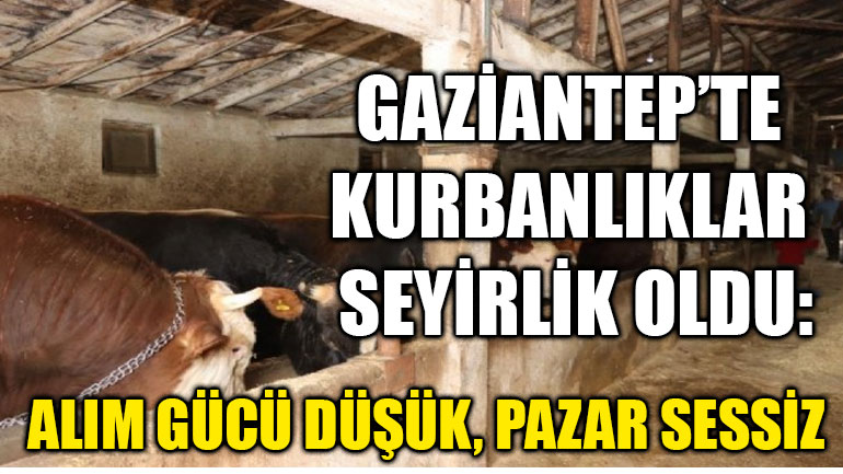 Gaziantep’te Kurbanlıklar Seyirlik Oldu: Alım Gücü Düşük, Pazar Sessiz