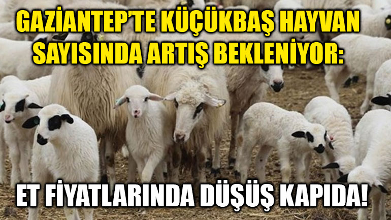 Gaziantep’te Küçükbaş Hayvan Sayısında Artış Bekleniyor: Et Fiyatlarında Düşüş Kapıda!