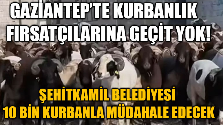 Gaziantep’te Kurbanlık Fırsatçılarına Geçit Yok! Şehitkamil Belediyesi 10 Bin Kurbanla Müdahale Edecek