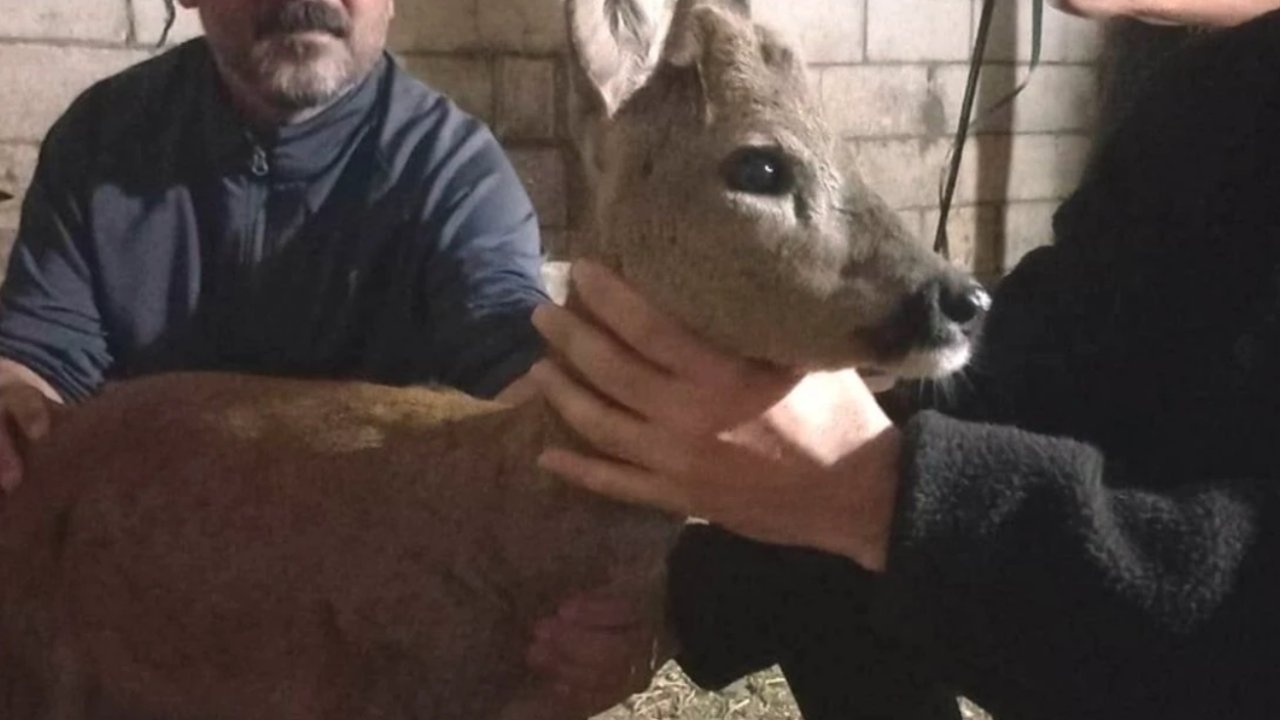 Gaziantep'te köpeklerin saldırısına uğrayan yavru karaca hayata tutundu