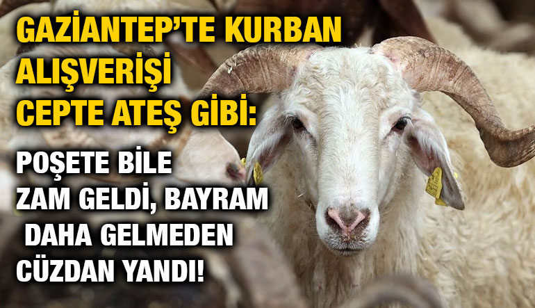 Gaziantep’te Kurban Alışverişi Cepte Ateş Gibi: Poşete Bile Zam Geldi, Bayram Daha Gelmeden Cüzdan Yandı!