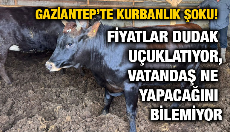 Gaziantep’te Kurbanlık Şoku! Fiyatlar Dudak Uçuklatıyor, Vatandaş Ne Yapacağını Bilemiyor