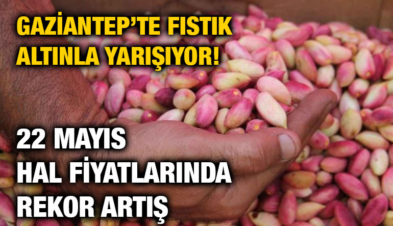 Gaziantep’te Fıstık Altınla Yarışıyor! 22 Mayıs Hal Fiyatlarında Rekor Artış