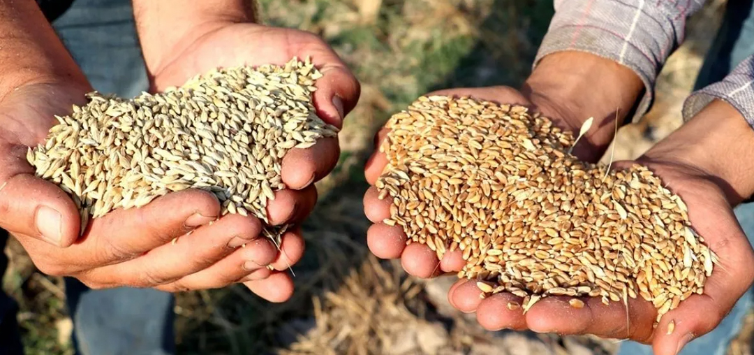 Gaziantep Ticaret Borsası’nda Hububat Hareketliliği! Buğday ve Arpa Fiyatlarında Güncelleme – 23 Mayıs 2025