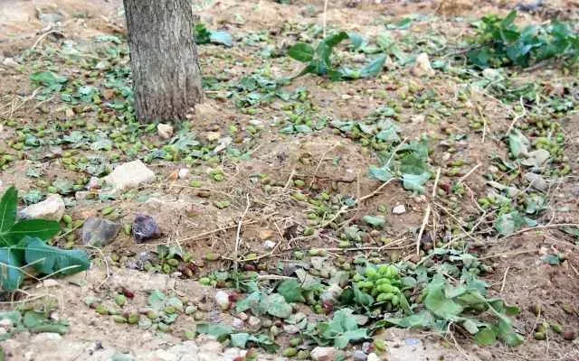 Gaziantep’in Altın Değeri Antep Fıstığı Tehlikede: Dolu Hasarına Karşı Acil Önlem Çağrısı!