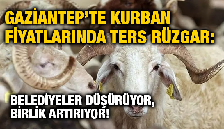 Gaziantep’te Kurban Fiyatlarında Büyük Oyun: Belediyeler Düşürüyor, Birlik Artırıyor!