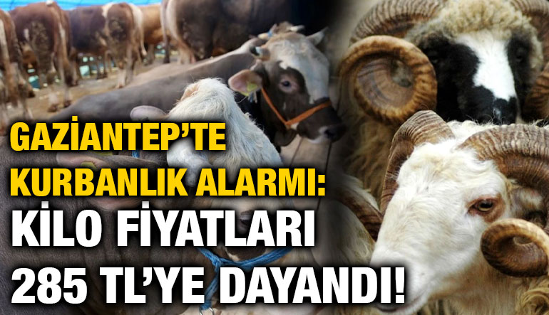 Gaziantep’te Kurbanlık Alarmı: Kilo Fiyatları 285 TL’ye Dayandı!