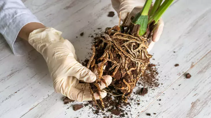 Orkideler İçin Mucize Dokunuş! Aloe Vera ile 4 Mevsim Çiçek Açtıran Sır Ortaya Çıktı