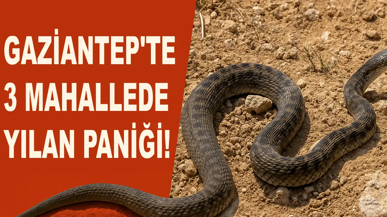 Gaziantep'te 3 Mahallede Yılan Paniği!