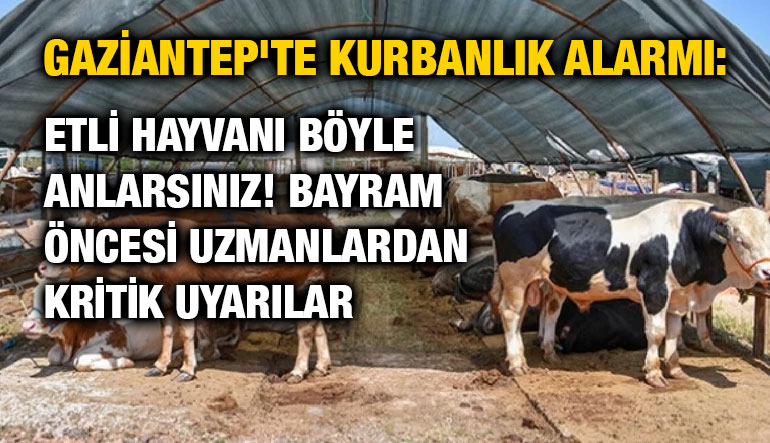 Gaziantep'te Kurbanlık Alarmı: Etli Hayvanı Böyle Anlarsınız! Bayram Öncesi Uzmanlardan Kritik Uyarılar