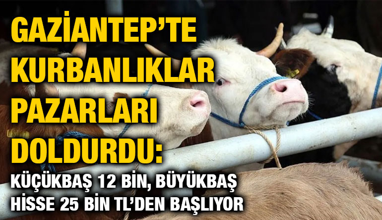 Gaziantep’te Kurbanlıklar Pazarları Doldurdu: Küçükbaş 12 Bin, Büyükbaş Hisse 25 Bin TL’den Başlıyor
