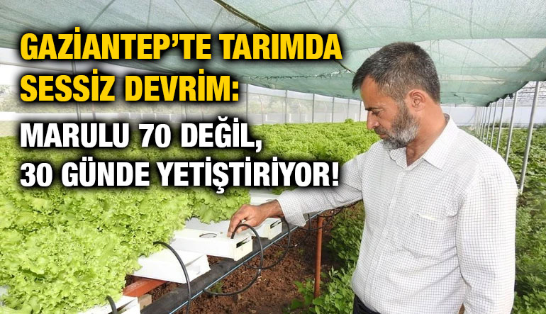 Gaziantep’te Tarımda Sessiz Devrim: Marulu 70 Değil, 30 Günde Yetiştiriyor!