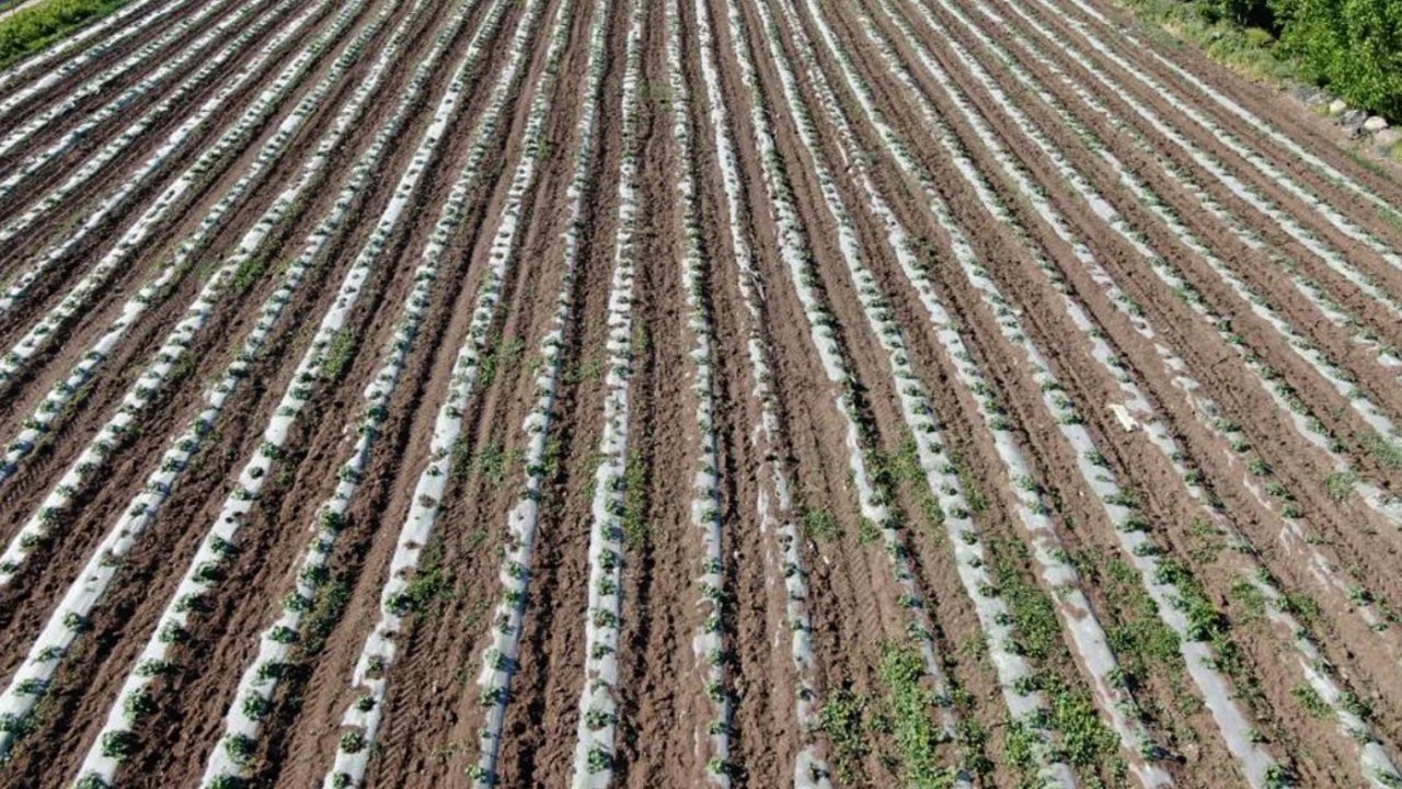 Gaziantep'te Çiftçinin Büyük Başarısı! Topraksız tarımla 30 günde üretiyor!