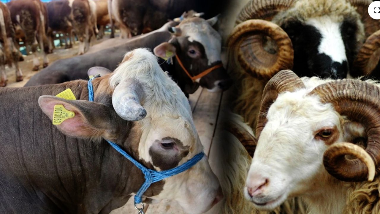 Gaziantep'te Kurban Fiyatları ve Satış Yerleri Belirlendi! İşte Kurban Fiyatları Ve Kurban Yerleri