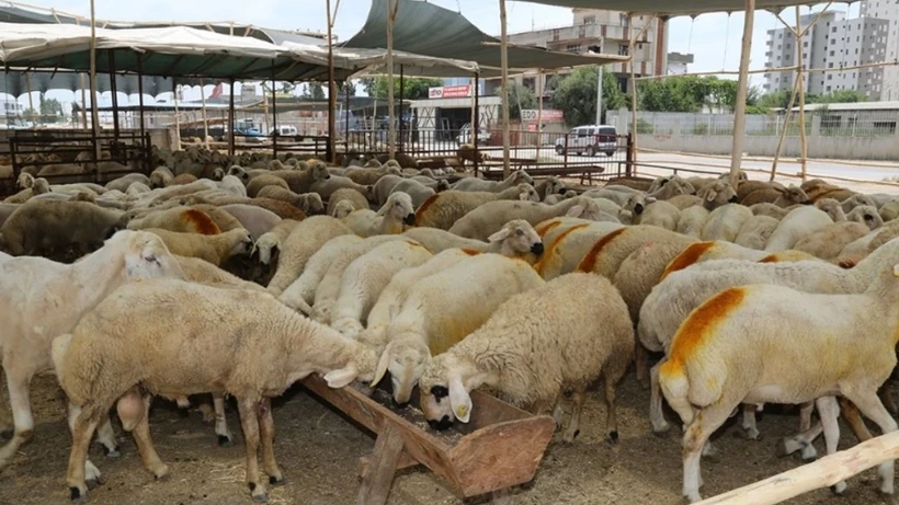 Gaziantep’te Kurban Pazarlığı Kızıştı! Küçükbaş Kurbanlıklar 14 Bin TL’ye Dayandı