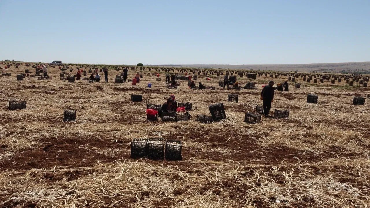Gaziantep’te 10 Bin Kişiyle Dev Hasat! 40 bin ton rekolte bekleniyor