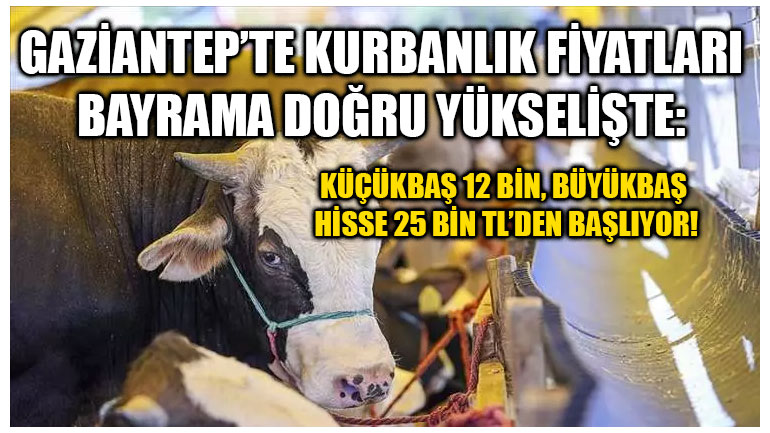 Gaziantep’te Kurbanlık Fiyatları Bayrama Doğru Yükselişte: Küçükbaş 12 Bin, Büyükbaş Hisse 25 Bin TL’den Başlıyor!