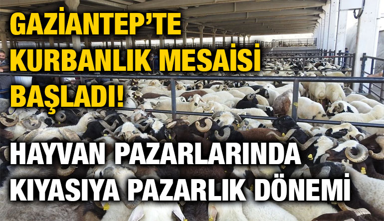 Gaziantep’te Kurbanlık Mesaisi Başladı! Hayvan Pazarlarında Kıyasıya Pazarlık Dönemi