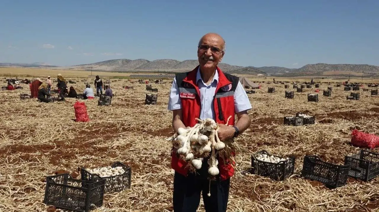 Gaziantep’in Beyaz Altını Araban Sarımsağı Rekor Kırıyor! Hasat Başladı, Yevmiyeler 1200 TL’ye Ulaştı