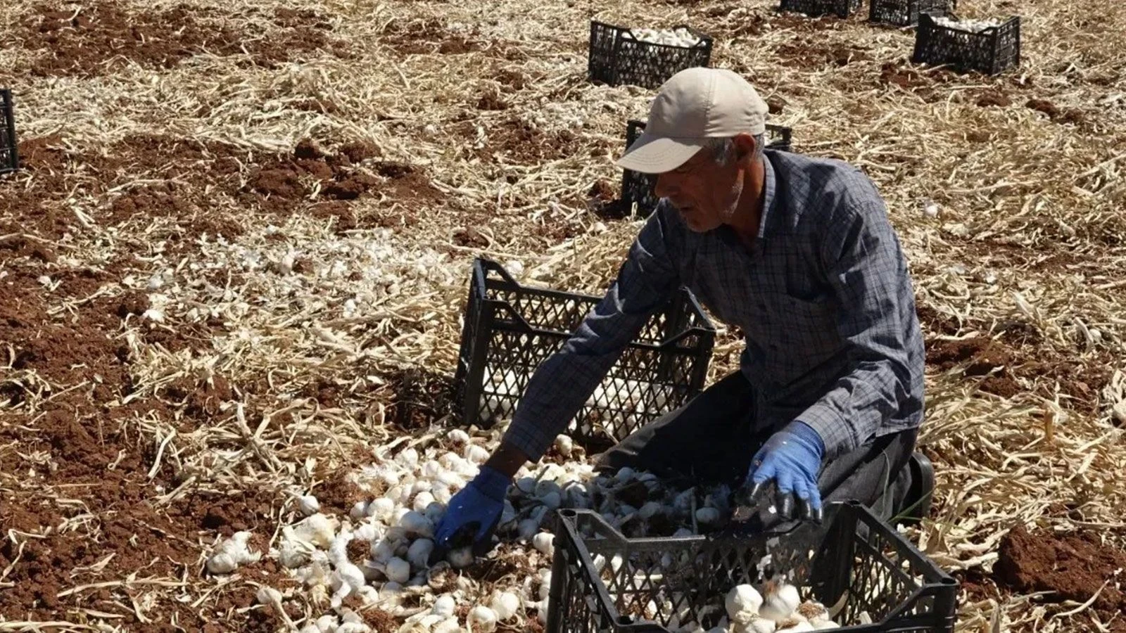 Gaziantep'te Sarımsak Hasadı Başladı: İşçinin Günlük Yevmiyesi Belli Oldu