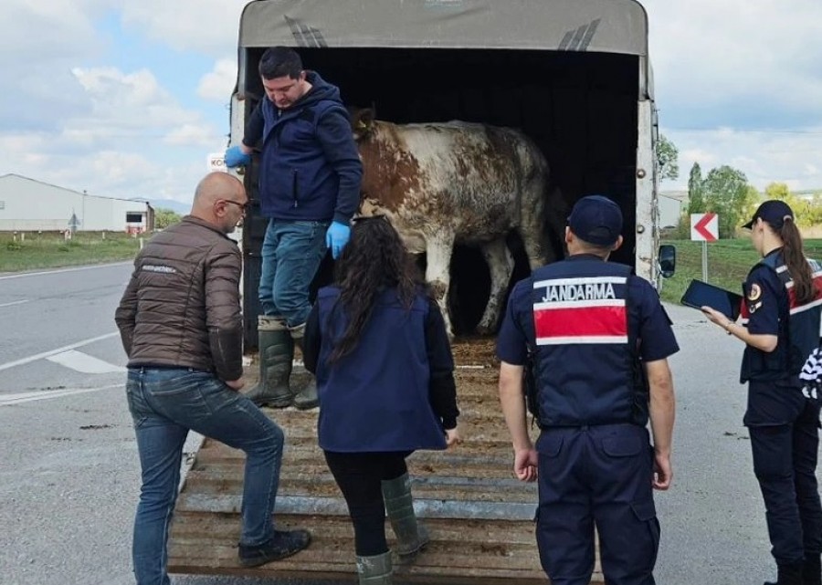 Gaziantep’te Bayram Öncesi Dolandırıcılık Alarmı: “Kurbanlıklarınızı Emek Hırsızlarına Kaptırmayın, Derhal 112’yi Arayın!”
