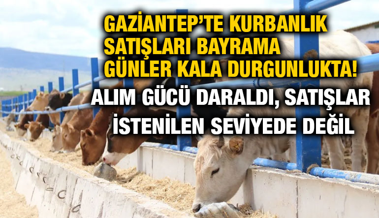 Gaziantep’te Kurbanlık Satışları Bayrama Günler Kala Durgunlukta! Alım Gücü Daraldı, Satışlar İstenilen Seviyede Değil
