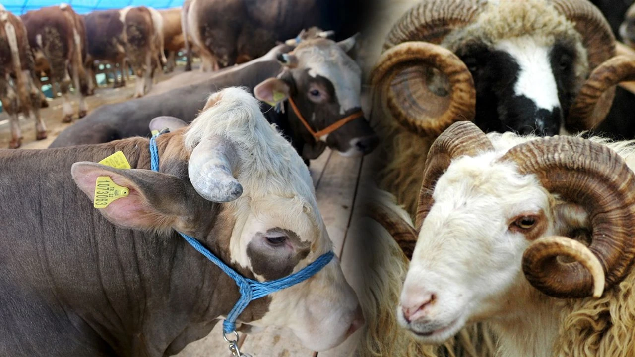 Gaziantep’te Kurbanlık Fiyatlarına Umut Yılmaz Freni! İşte Şehitkamil'de Satışa Sunulan Rakamlar