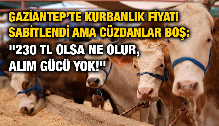 Gaziantep’te Kurbanlık Fiyatı Sabitlendi Ama Cüzdanlar Boş: "230 TL Olsa Ne Olur, Alım Gücü Yok!"