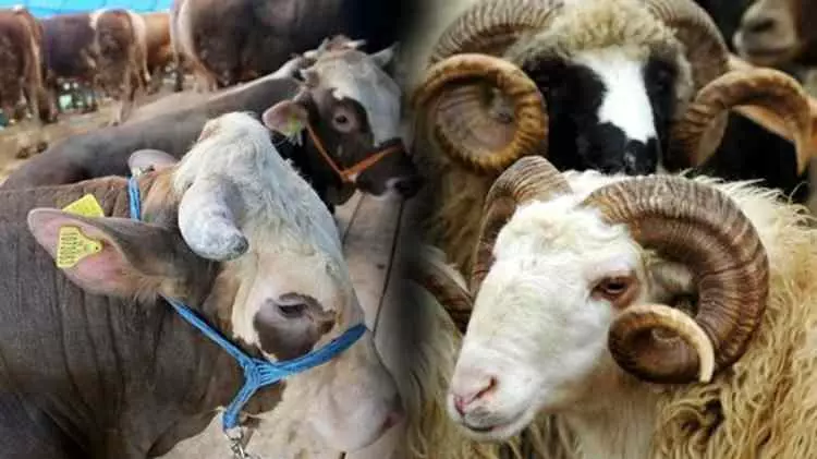 Gaziantep’te Kurbanlık Fiyatları El Yakıyor: Hisse 25 Bin, Küçükbaş 12 Binden Başlıyor!