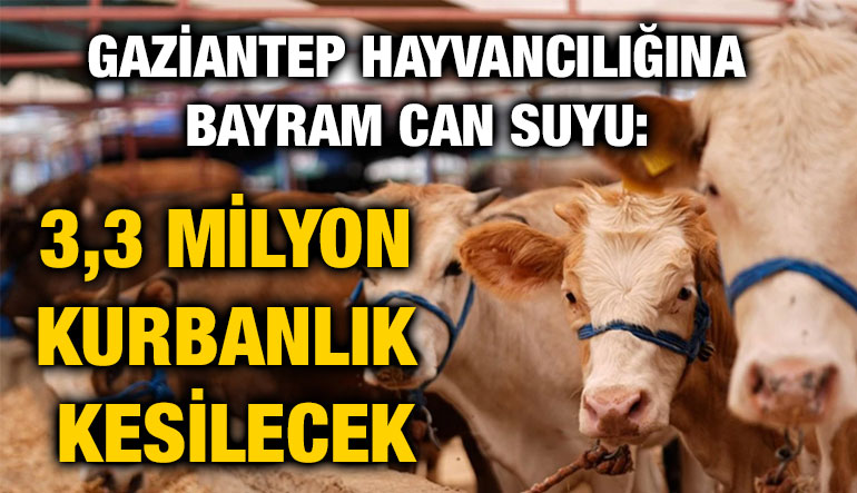 Gaziantep Hayvancılığına Bayram Can Suyu: 3,3 Milyon Kurbanlık Kesilecek
