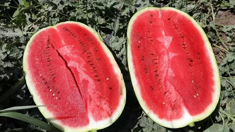 Karpuzu Hâlâ Peynirle Mi Yiyorsunuz? Bu Şekilde Tüketildiğinde Kaslara Şifa Oluyor, Enerjiyi Zirveye Taşıyor!