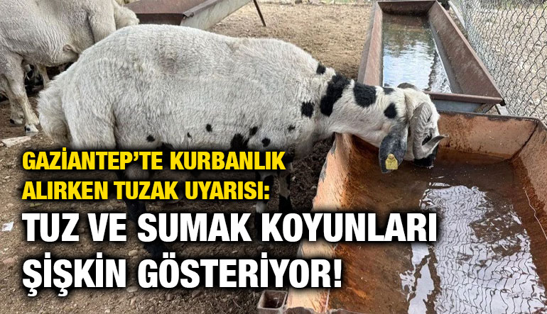 Gaziantep’te Kurbanlık Alırken Tuzak Uyarısı: Tuz ve Sumak Koyunları Şişkin Gösteriyor!