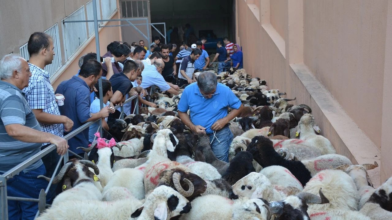Gaziantep’te Kurban Kesimine Teknolojik ve Hijyenik Dokunuş! Bayrama Hazırlıkta Örnek Uygulama