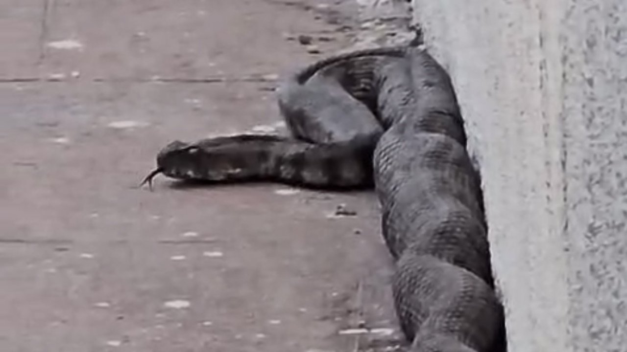 Gaziantep’te site bahçesinde yılan paniği