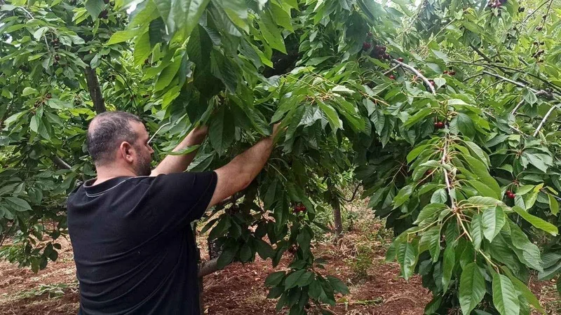 Gaziantep İslahiye’de Yetişen Kiraz Marketlerde 200 TL! Fiyatlar Cep Yakıyor