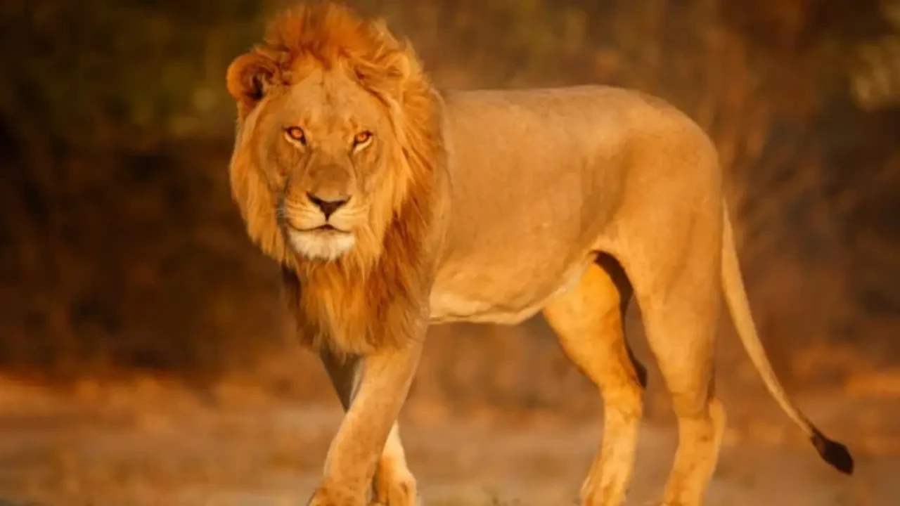 Doğaya Adanmış Hayat, Vahşi Doğada Son Buldu: Ünlü Alman İş İnsanı Safari Kampında Aslan Saldırısıyla Öldü