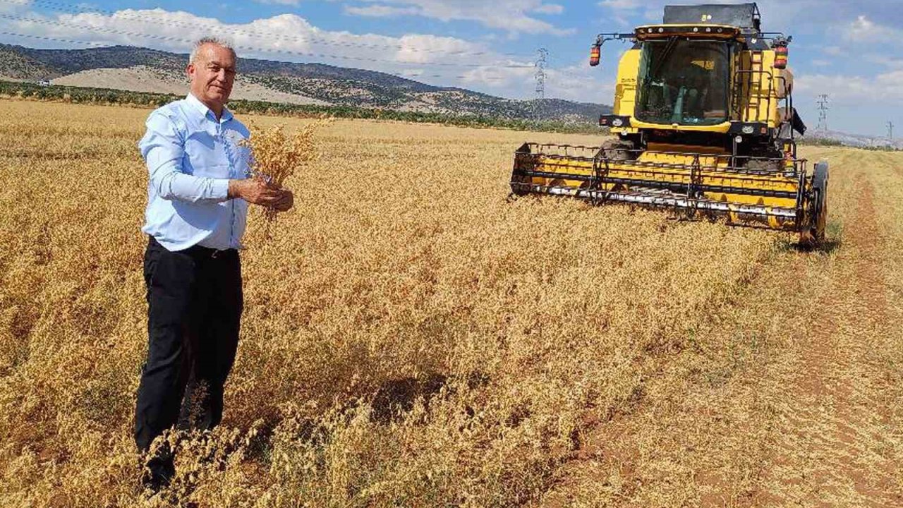 Gaziantep'te 2025 yılı nohut hasadı başladı