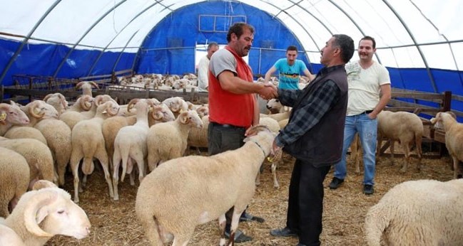 Gaziantep’te Kurbanlık Hazırlıkları Başladı: Canlı Hayvan Pazarı Alıcılarını Bekliyor