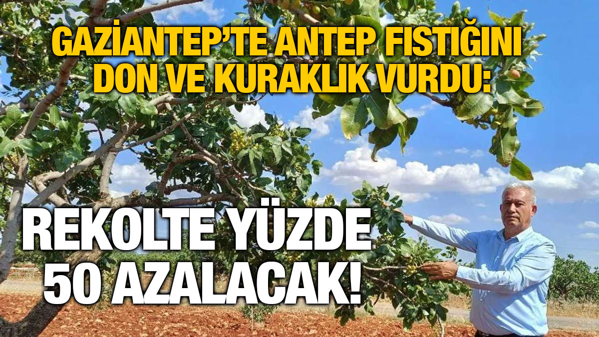 Gaziantep’te Antep Fıstığını Don ve Kuraklık Vurdu: Rekolte Yüzde 50 Azalacak!