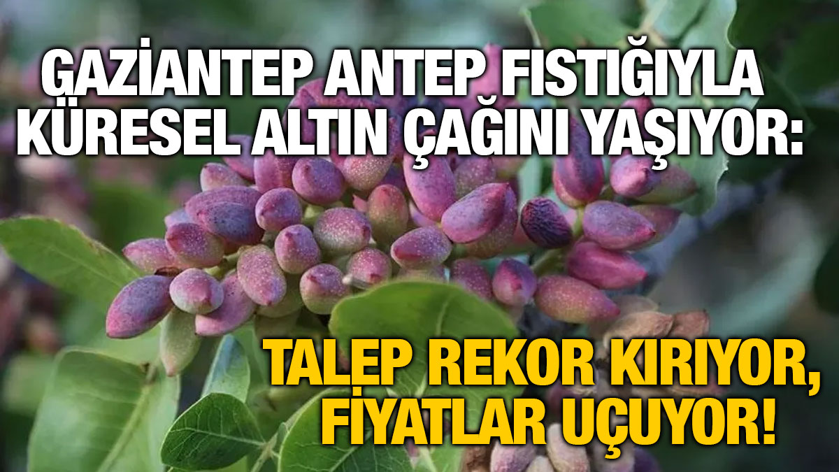 Gaziantep Antep Fıstığıyla Küresel Altın Çağını Yaşıyor: Talep Rekor Kırıyor, Fiyatlar Uçuyor!
