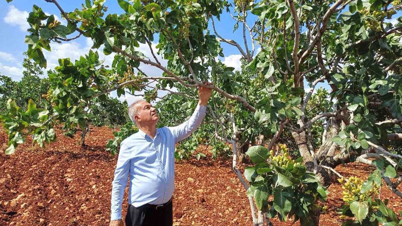 Antep fıstığı yok yılında: Yüzde 50 düşüş bekleniyor