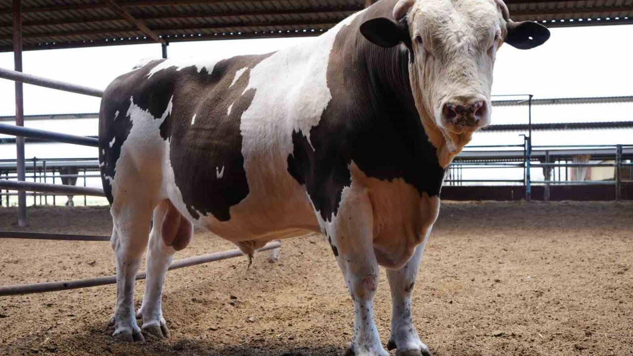 Türkye'nin En Büyük Danası Gaziantep'te! Tam 1 ton 600 kilo