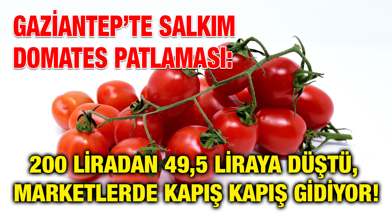 Gaziantep’te Salkım Domates Patlaması: 200 Liradan 49,5 Liraya Düştü, Marketlerde Kapış Kapış Gidiyor!