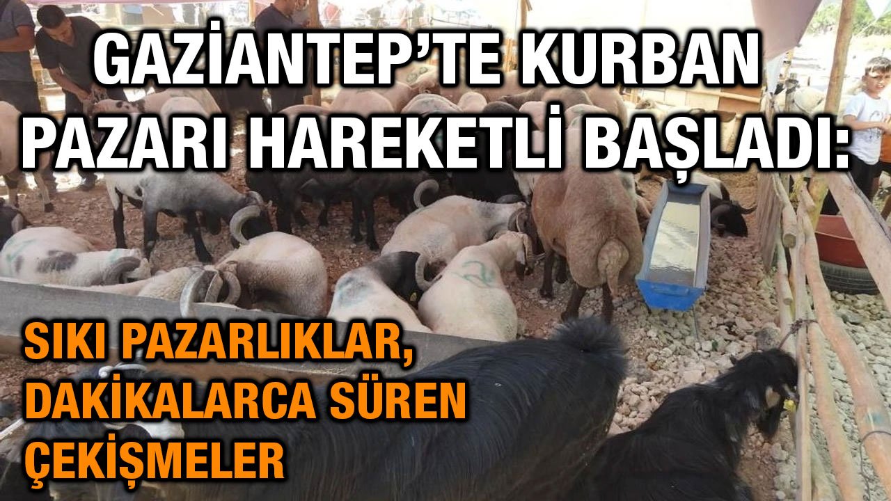 Gaziantep’te Kurban Pazarı Hareketli Başladı: Sıkı Pazarlıklar, Dakikalarca Süren Çekişmeler