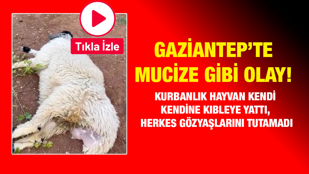 Gaziantep’te Mucize Gibi Olay! Kurbanlık Hayvan Kendi Kendine Kıbleye Yattı, Herkes Gözyaşlarını Tutamadı